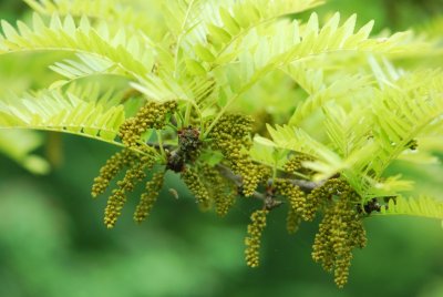 Gleditsia triacanthos 'Sunburst'- dřezovec trojtrnný - květenství